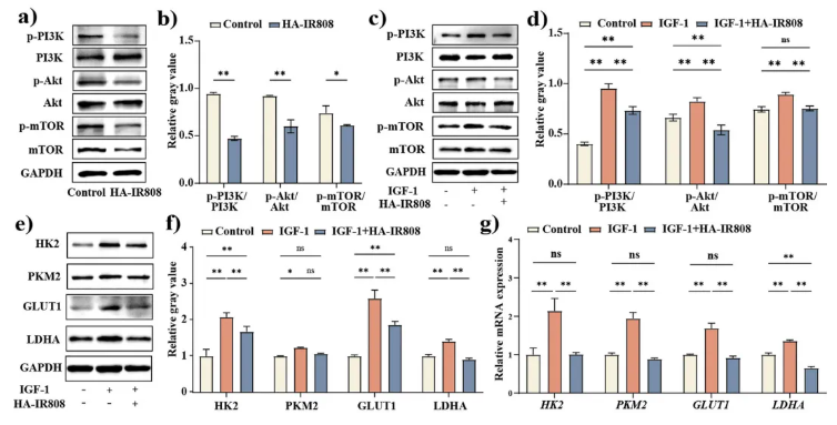 J.Nanobiotechnol. (IF=12.6)| 上海九院章一新教授团队：HA-IR808自组装纳米凝胶透皮靶向，调控糖酵解抑制瘢痕形成(图6)