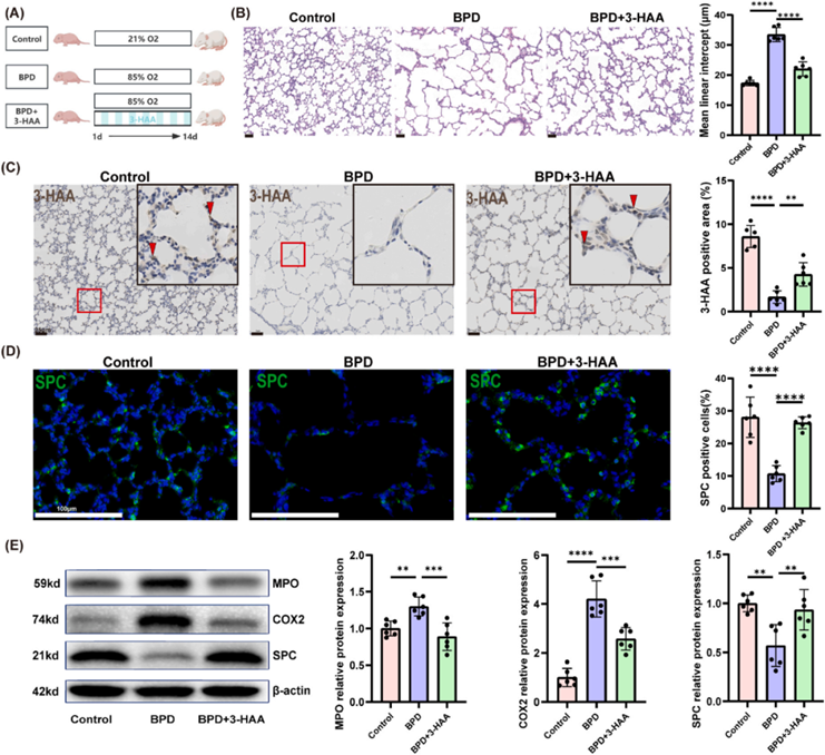 色氨酸代谢(图6)