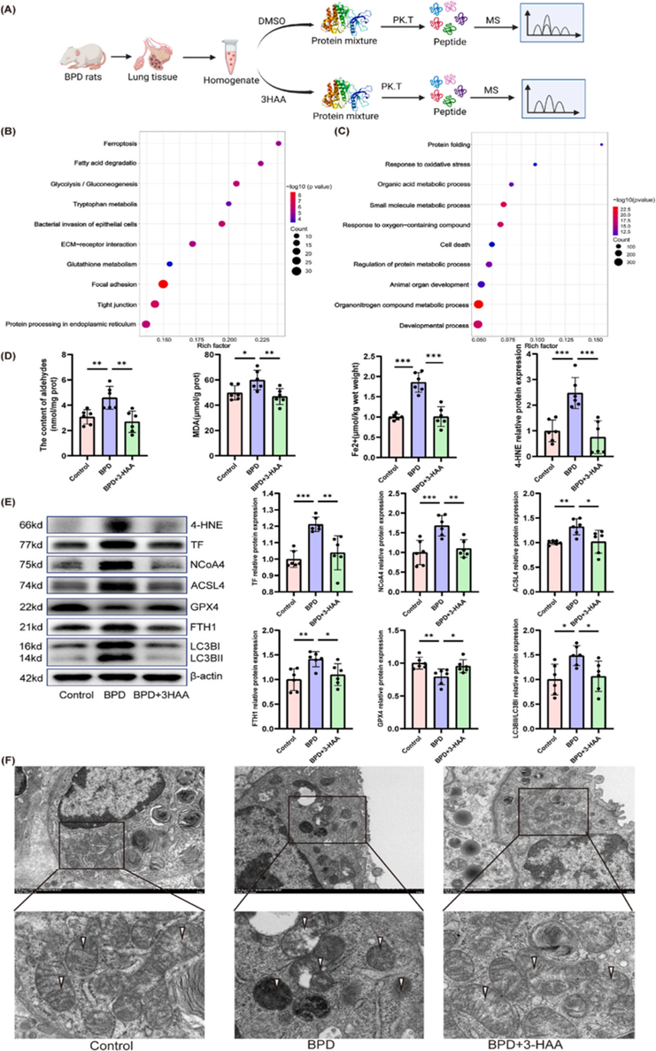 色氨酸代谢(图7)