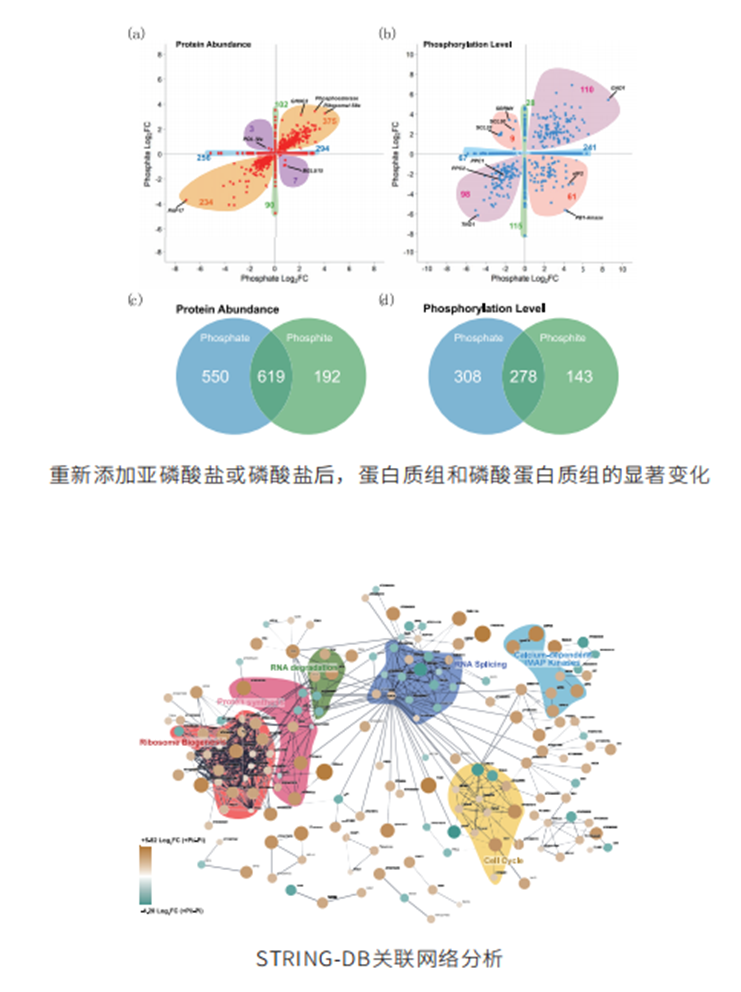 磷酸化修饰DIA定量蛋白质组学(图4) 磷酸化修饰DIA定量蛋白质组学(图4)