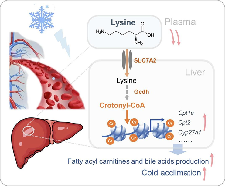 脂酰辅酶A(图3) 脂酰辅酶A(图3)