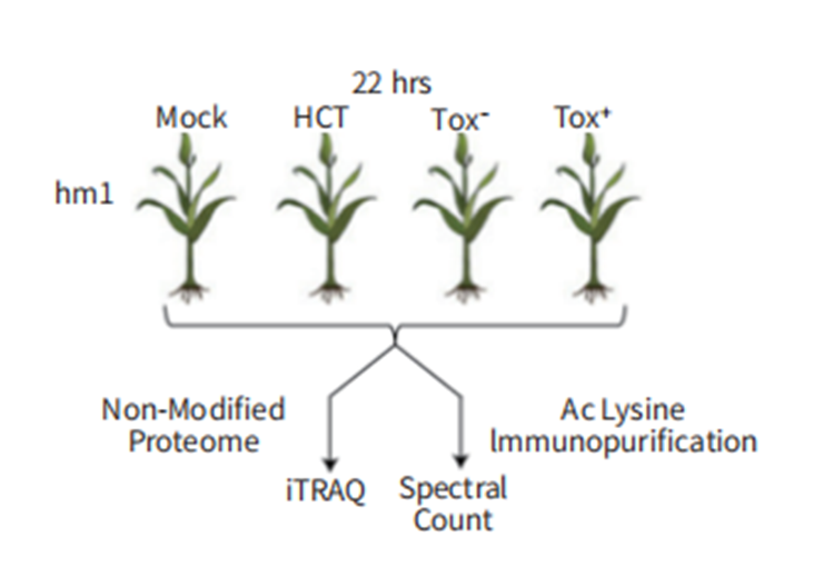 乙酰化修饰DIA定量蛋白质组学(图3)