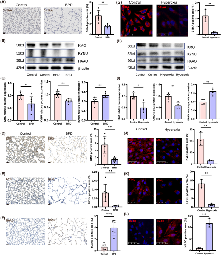 色氨酸代谢(图5)