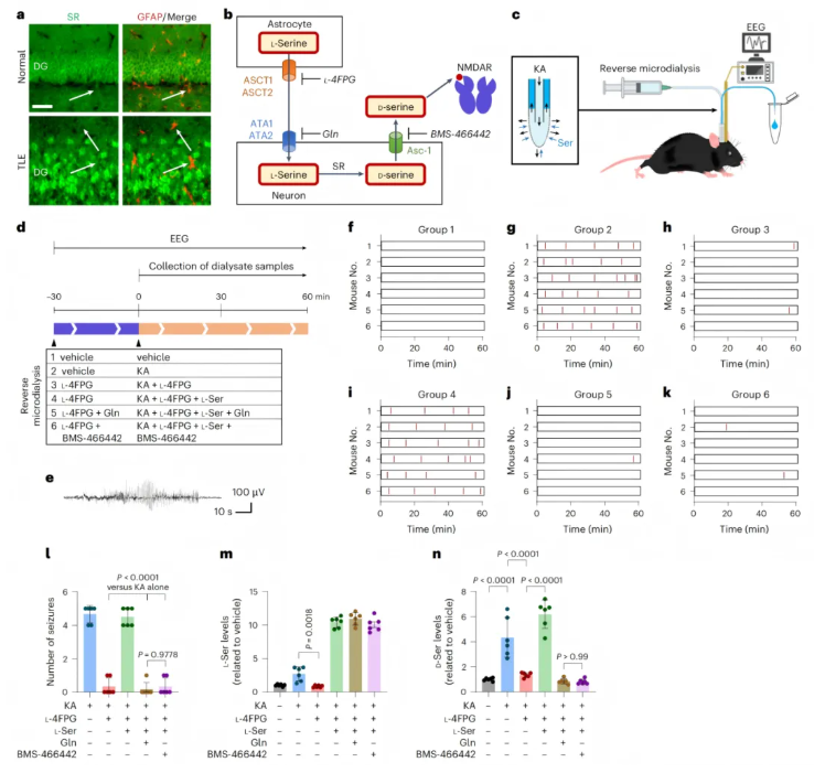 nat chem biol(IF=13.7)|中国医学科学院基础医学研究所许琪团队：抑制PSPH可降低丝氨酸水平并减少癫痫发作(图8)
