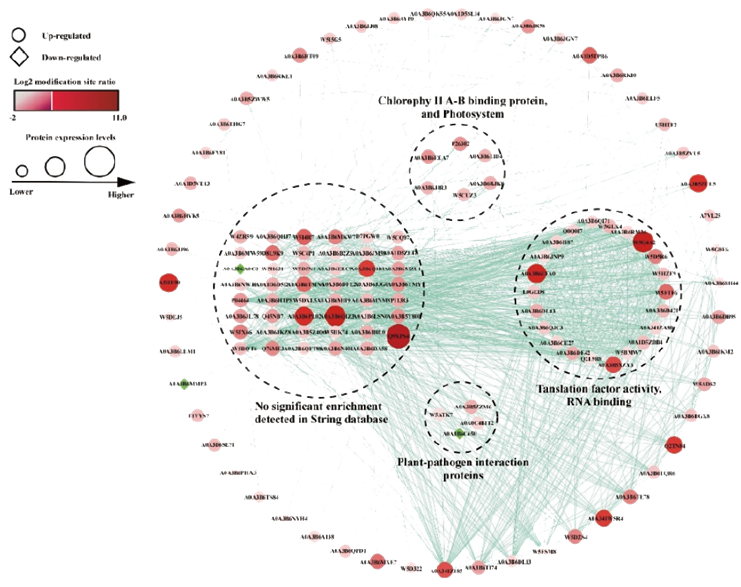 泛素化修饰DIA定量蛋白质组学(图5)
