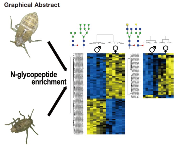 糖基化修饰DIA定量蛋白质组学(图7) 糖基化修饰DIA定量蛋白质组学(图7)