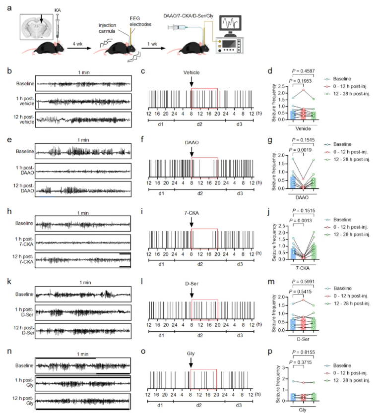 nat chem biol(IF=13.7)|中国医学科学院基础医学研究所许琪团队：抑制PSPH可降低丝氨酸水平并减少癫痫发作(图3)