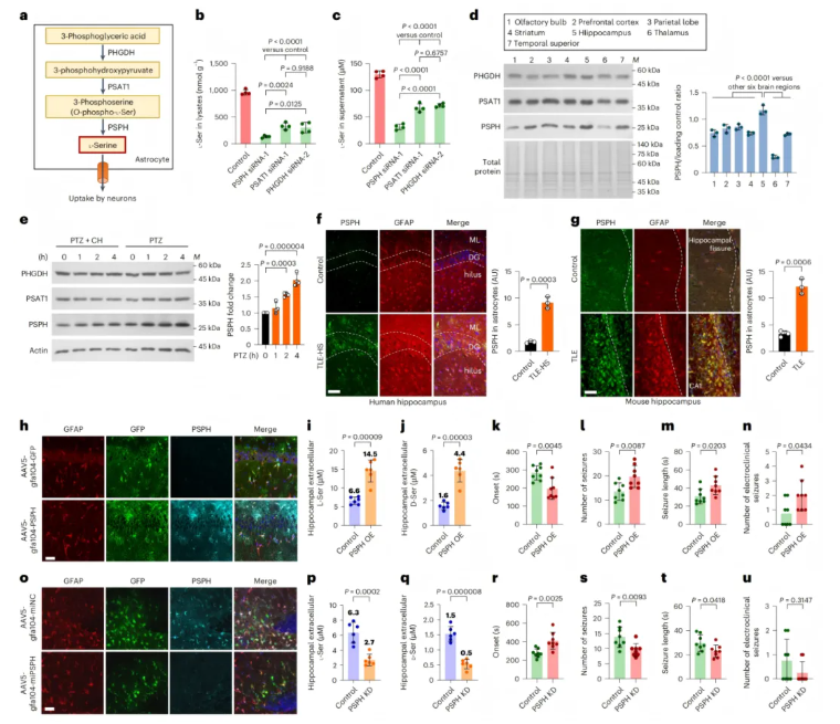 nat chem biol(IF=13.7)|中国医学科学院基础医学研究所许琪团队：抑制PSPH可降低丝氨酸水平并减少癫痫发作(图9)