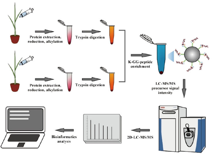 泛素化修饰DIA定量蛋白质组学(图4)