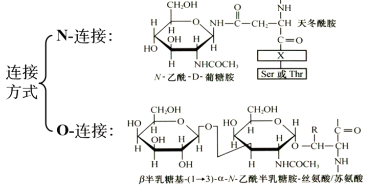 糖基化修饰DIA定量蛋白质组学(图1)
