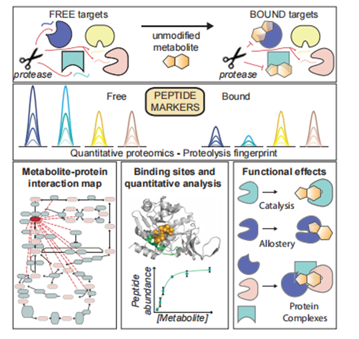 MetPro-Ⅱ代谢物与蛋白相互作用(图2)