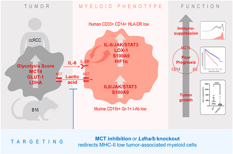 乳酸化修饰DIA定量蛋白质组学(图2)
