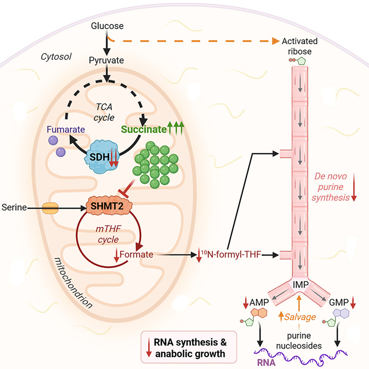 琥珀酰化修饰DIA定量蛋白质组学(图2)
