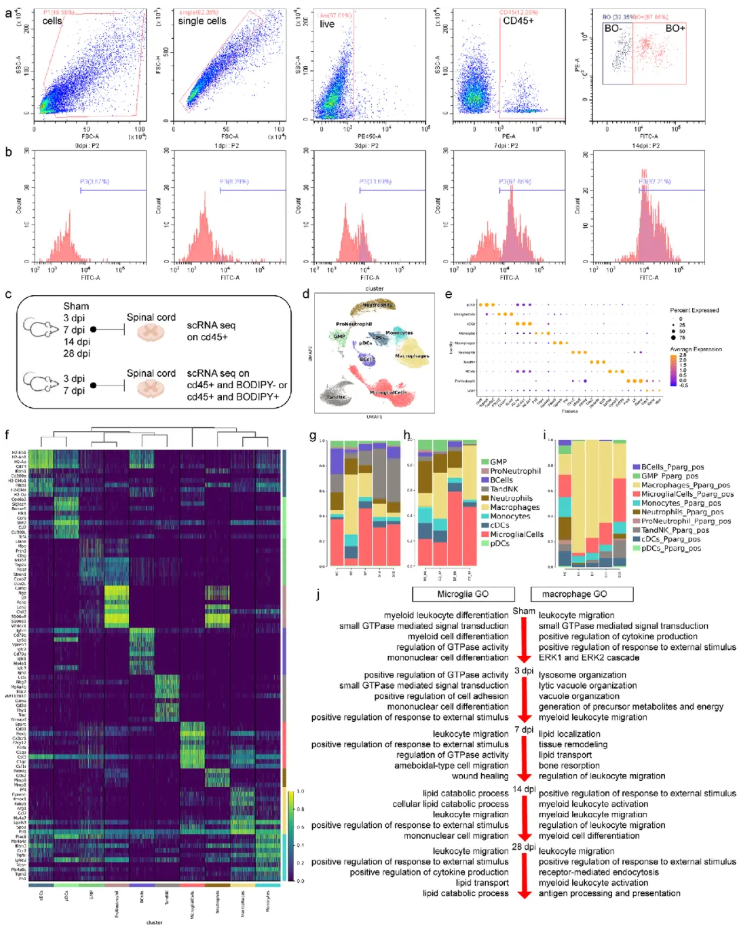 Adv.Sci.(IF=14.1)|江苏省人民医院殷国勇教授团队：调控PPARG减少小胶质细胞脂质蓄积助力脊髓损伤功能修复(图4)