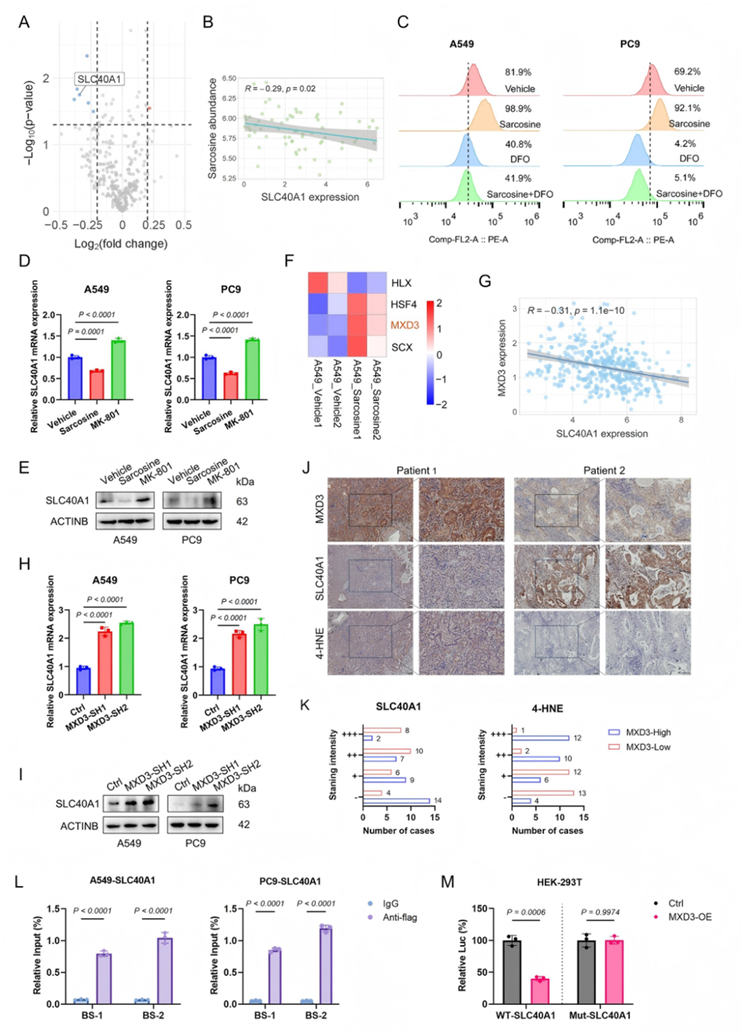 非靶标代谢流(图6) 非靶标代谢流(图6)