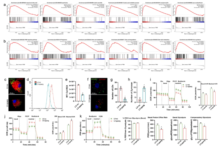 Adv.Sci.(IF=14.1)|江苏省人民医院殷国勇教授团队：调控PPARG减少小胶质细胞脂质蓄积助力脊髓损伤功能修复(图6)