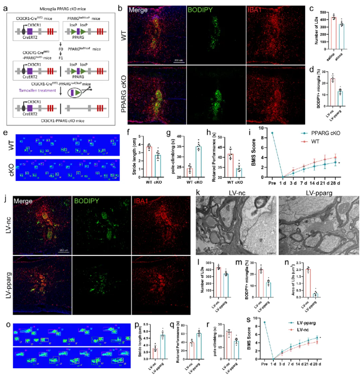 Adv.Sci.(IF=14.1)|江苏省人民医院殷国勇教授团队：调控PPARG减少小胶质细胞脂质蓄积助力脊髓损伤功能修复(图7)