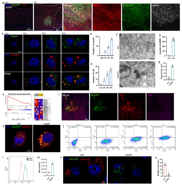 Adv.Sci.(IF=14.1)|江苏省人民医院殷国勇教授团队：调控PPARG减少小胶质细胞脂质蓄积助力脊髓损伤功能修复(图3)