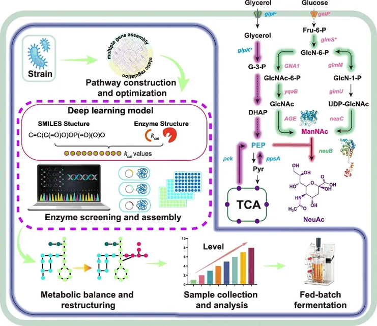 靶标代谢流(图1)