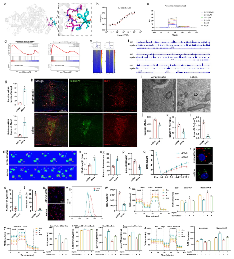Adv.Sci.(IF=14.1)|江苏省人民医院殷国勇教授团队：调控PPARG减少小胶质细胞脂质蓄积助力脊髓损伤功能修复(图8)