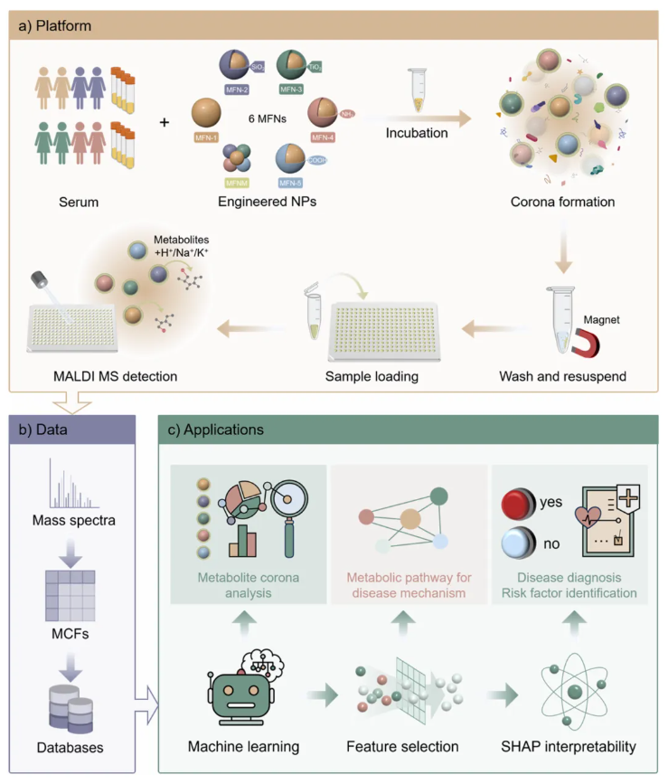 Anal.Chem.(IF=6.7)|复旦大学邓春晖教授团队依托磁性纳米材料-质谱整合技术平台,原位表征代谢冠助力 EAOC 无创诊断(图3) Anal.Chem.(IF=6.7)|复旦大学邓春晖教授团队依托磁性纳米材料-质谱整合技术平台,原位表征代谢冠助力 EAOC 无创诊断(图3)