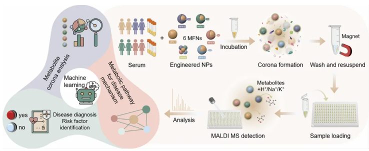 Anal.Chem.(IF=6.7)|复旦大学邓春晖教授团队依托磁性纳米材料-质谱整合技术平台,原位表征代谢冠助力 EAOC 无创诊断(图2) Anal.Chem.(IF=6.7)|复旦大学邓春晖教授团队依托磁性纳米材料-质谱整合技术平台,原位表征代谢冠助力 EAOC 无创诊断(图2)