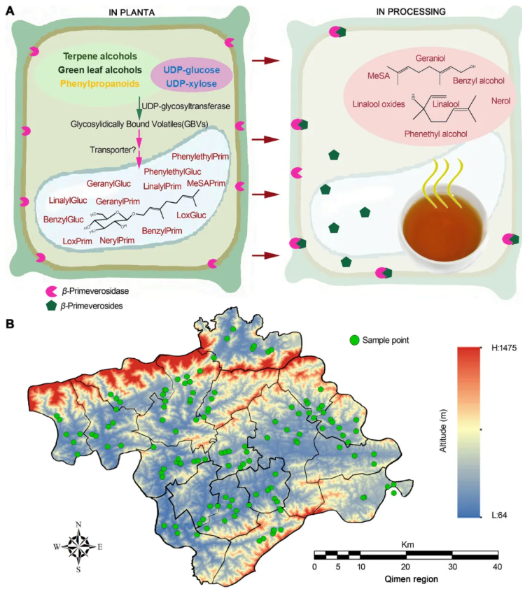 Food chemistry(IF=9.8)|安徽农科院茶叶研究所雷攀登团队破解“祁门香”地理密码！33种GBVs解锁香味成因，136个点位勾勒品质地图！(图2)