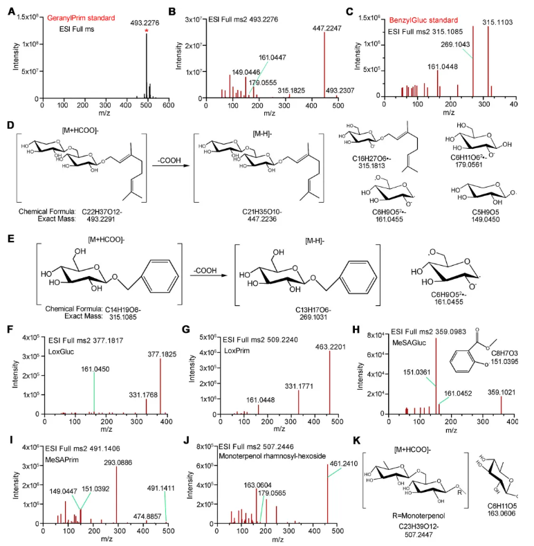 Food chemistry(IF=9.8)|安徽农科院茶叶研究所雷攀登团队破解“祁门香”地理密码！33种GBVs解锁香味成因，136个点位勾勒品质地图！(图4)