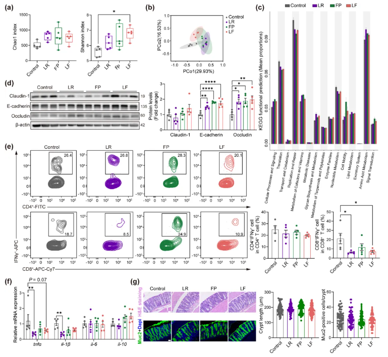 Aging Cell(IF=7.1)| 香港中文大学研究团队:LR 与 FP 益生菌通过 “肠道-肌肉轴” 调控线粒体功能,改善肌肉健康(图6) Aging Cell(IF=7.1)| 香港中文大学研究团队:LR 与 FP 益生菌通过 “肠道-肌肉轴” 调控线粒体功能,改善肌肉健康(图6)