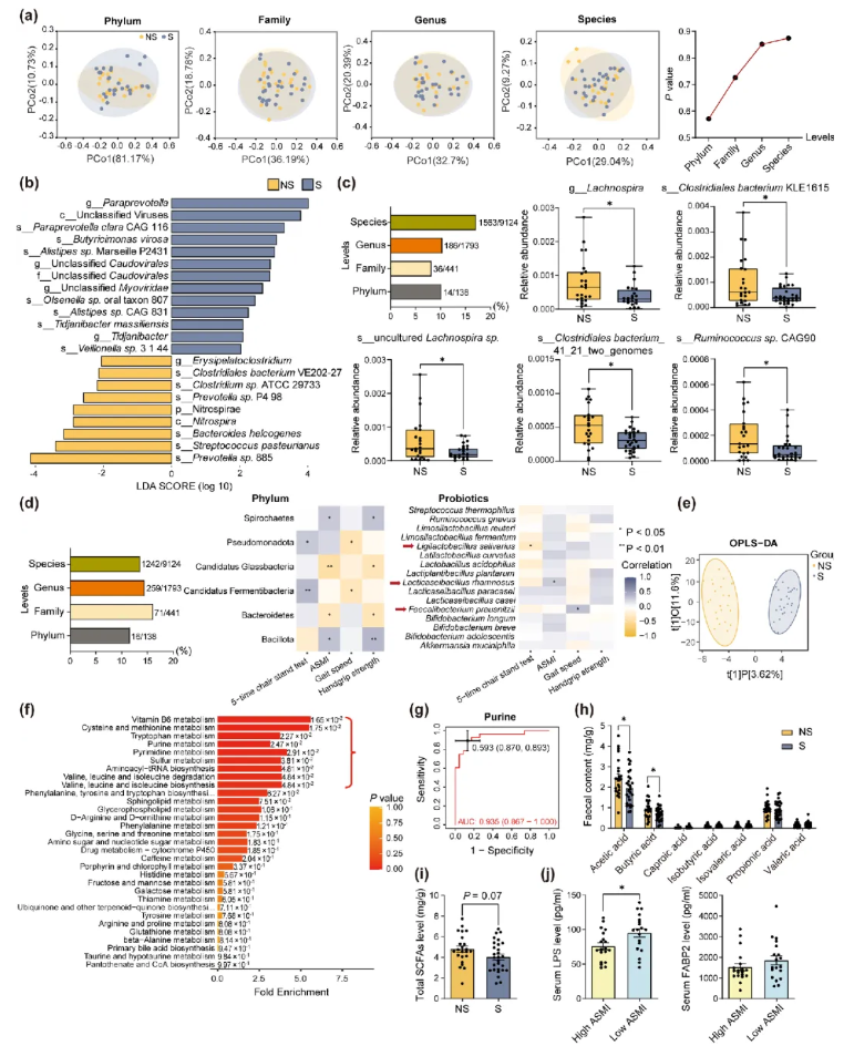 Aging Cell(IF=7.1)| 香港中文大学研究团队:LR 与 FP 益生菌通过 “肠道-肌肉轴” 调控线粒体功能,改善肌肉健康(图2) Aging Cell(IF=7.1)| 香港中文大学研究团队:LR 与 FP 益生菌通过 “肠道-肌肉轴” 调控线粒体功能,改善肌肉健康(图2)