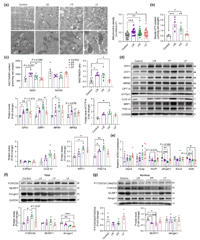 Aging Cell(IF=7.1)| 香港中文大学研究团队:LR 与 FP 益生菌通过 “肠道-肌肉轴” 调控线粒体功能,改善肌肉健康(图5) Aging Cell(IF=7.1)| 香港中文大学研究团队:LR 与 FP 益生菌通过 “肠道-肌肉轴” 调控线粒体功能,改善肌肉健康(图5)