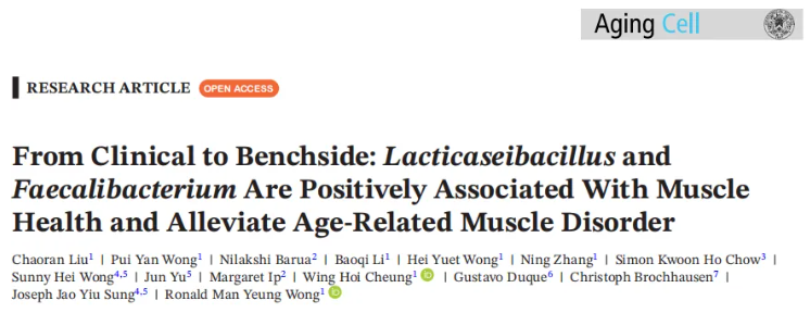 Aging Cell(IF=7.1)| 香港中文大学研究团队:LR 与 FP 益生菌通过 “肠道-肌肉轴” 调控线粒体功能,改善肌肉健康(图1) Aging Cell(IF=7.1)| 香港中文大学研究团队:LR 与 FP 益生菌通过 “肠道-肌肉轴” 调控线粒体功能,改善肌肉健康(图1)