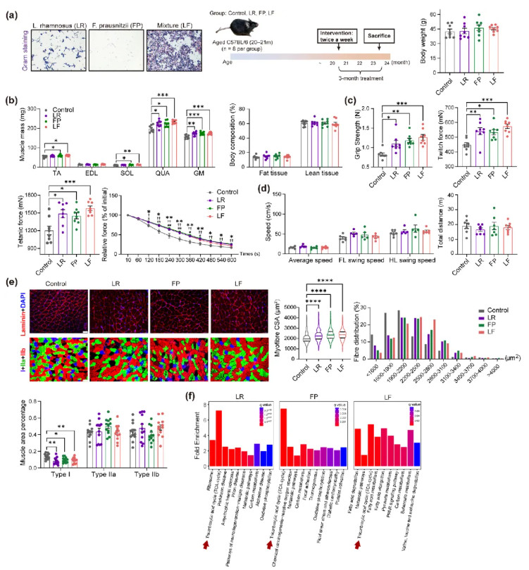 Aging Cell(IF=7.1)| 香港中文大学研究团队:LR 与 FP 益生菌通过 “肠道-肌肉轴” 调控线粒体功能,改善肌肉健康(图4) Aging Cell(IF=7.1)| 香港中文大学研究团队:LR 与 FP 益生菌通过 “肠道-肌肉轴” 调控线粒体功能,改善肌肉健康(图4)