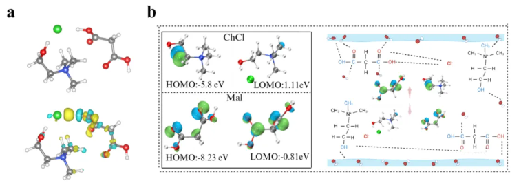 Chem.Eng.J.(IF=13.2)|浙江农林大学团队创新DES提取技术，赋能传统药材菜头肾(图6)