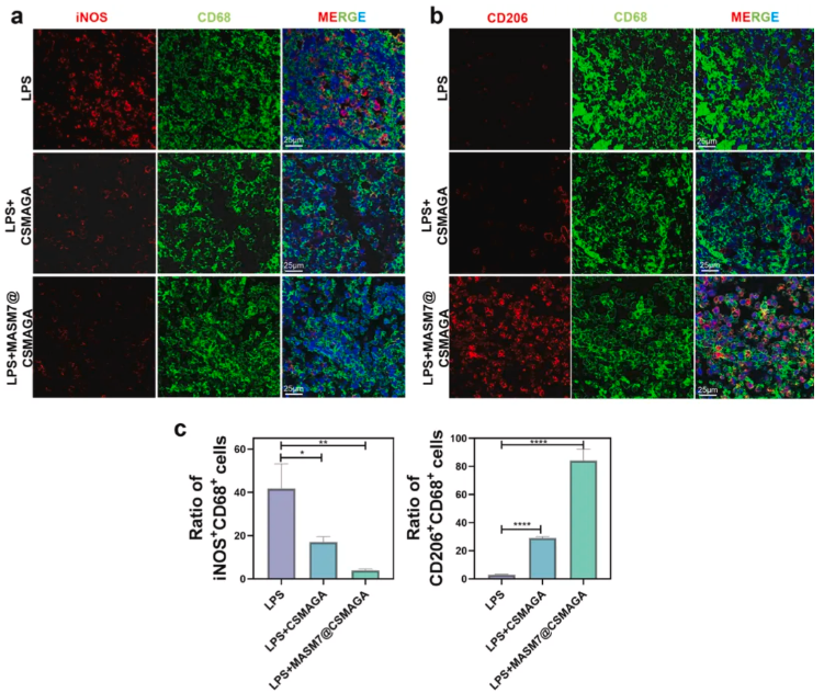 Biomaterials(IF=12.9)|北大口腔王媛媛老师团队破解牙髓修复难题，双效智能水凝胶实现“代谢重编程”促愈合(图7)