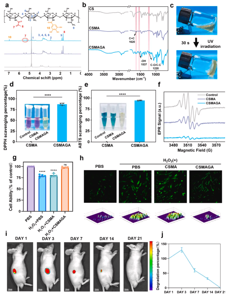 Biomaterials(IF=12.9)|北大口腔王媛媛老师团队破解牙髓修复难题，双效智能水凝胶实现“代谢重编程”促愈合(图5)