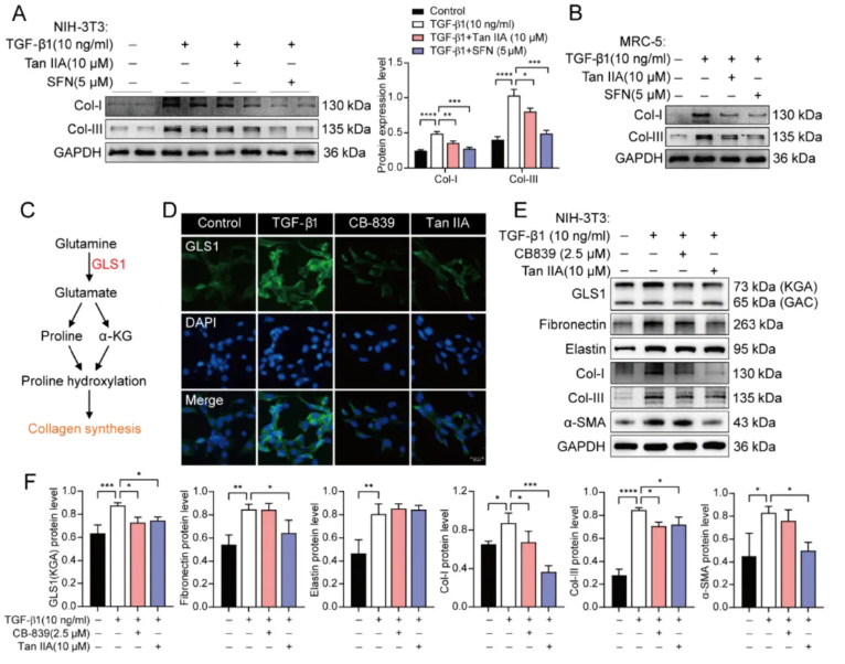 J Adv Res(IF=13.0)|中国药科大学陈君团队重磅成果：丹参酮IIA逆转谷氨酰胺代谢紊乱，破解肺纤维化治疗困局(图3)