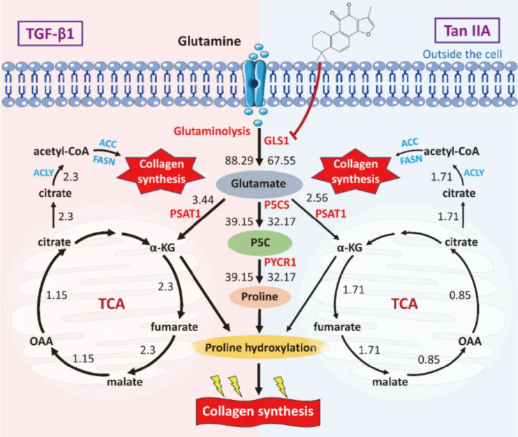J Adv Res(IF=13.0)|中国药科大学陈君团队重磅成果：丹参酮IIA逆转谷氨酰胺代谢紊乱，破解肺纤维化治疗困局(图8)