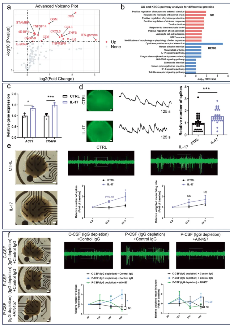 Mol. Psychiatry(IF=10.1)|南华附一蒙庆团教授团队：抗NMDAR1抗体与IL-17信号通路共塑NMDAR型脑炎病理进程(图7)