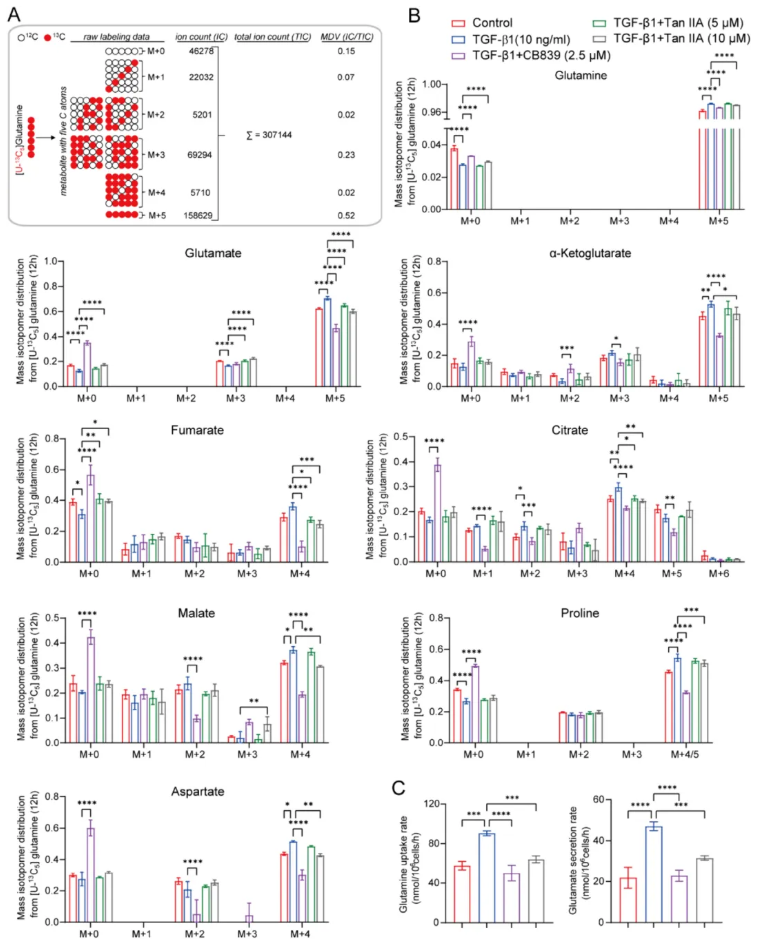 J Adv Res(IF=13.0)|中国药科大学陈君团队重磅成果：丹参酮IIA逆转谷氨酰胺代谢紊乱，破解肺纤维化治疗困局(图5)