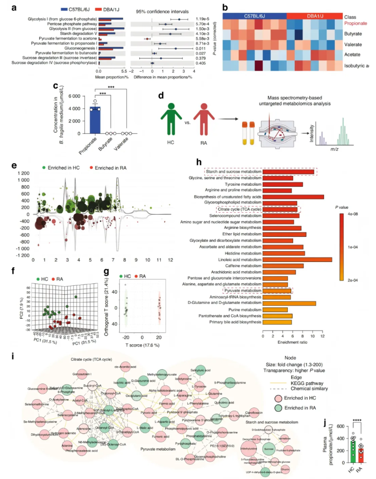 Bone Research(IF=15)|南方科技大学梁超团队：肠道微生物代谢物靶向HDAC3-FOXK1-干扰素轴，改善类风湿关节炎(图4)