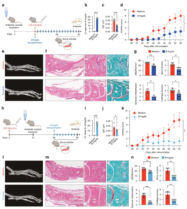 Bone Research(IF=15)|南方科技大学梁超团队：肠道微生物代谢物靶向HDAC3-FOXK1-干扰素轴，改善类风湿关节炎(图3)