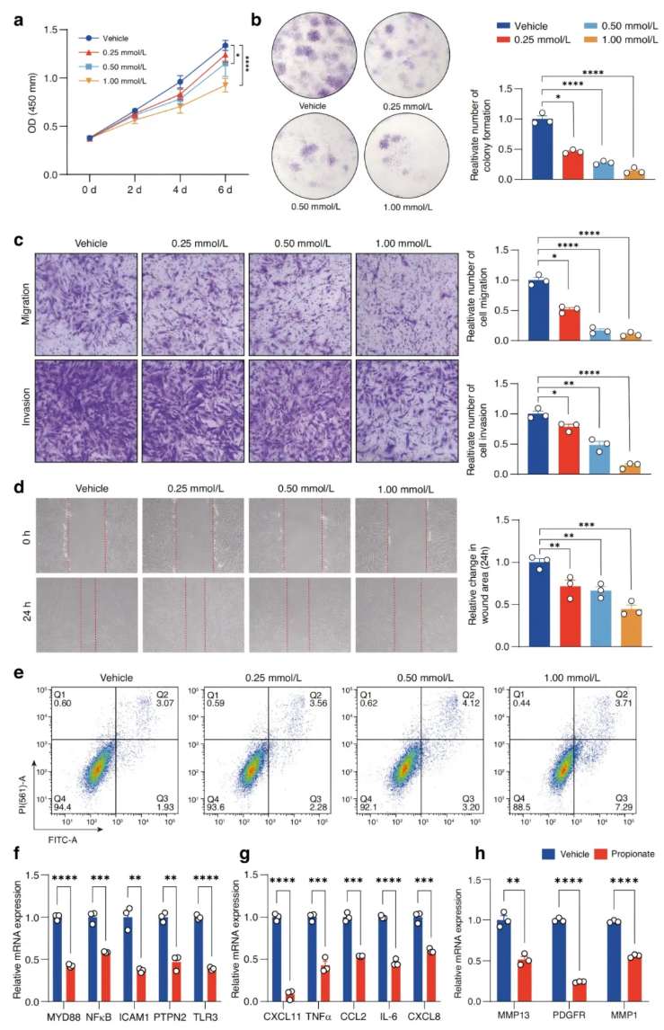 Bone Research(IF=15)|南方科技大学梁超团队：肠道微生物代谢物靶向HDAC3-FOXK1-干扰素轴，改善类风湿关节炎(图5)