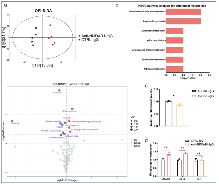Mol. Psychiatry(IF=10.1)|南华附一蒙庆团教授团队：抗NMDAR1抗体与IL-17信号通路共塑NMDAR型脑炎病理进程(图4)
