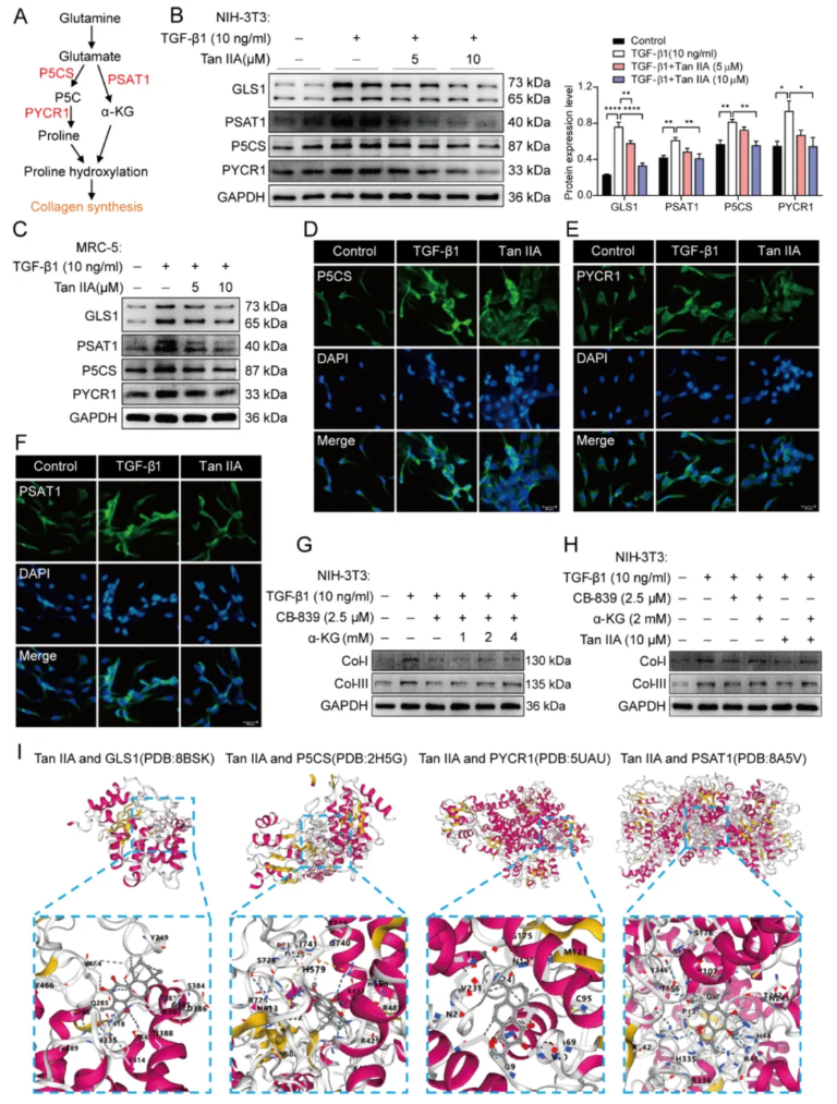 J Adv Res(IF=13.0)|中国药科大学陈君团队重磅成果：丹参酮IIA逆转谷氨酰胺代谢紊乱，破解肺纤维化治疗困局(图7)