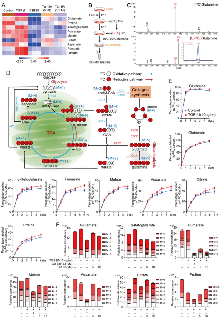 J Adv Res(IF=13.0)|中国药科大学陈君团队重磅成果：丹参酮IIA逆转谷氨酰胺代谢紊乱，破解肺纤维化治疗困局(图4)