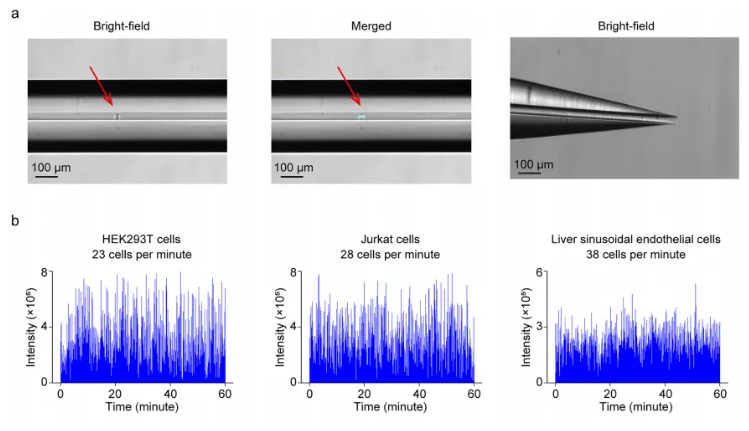 nature methods (IF=32.1)|朱正江研究员团队引领代谢组学技术正式进入单细胞时代(图3)