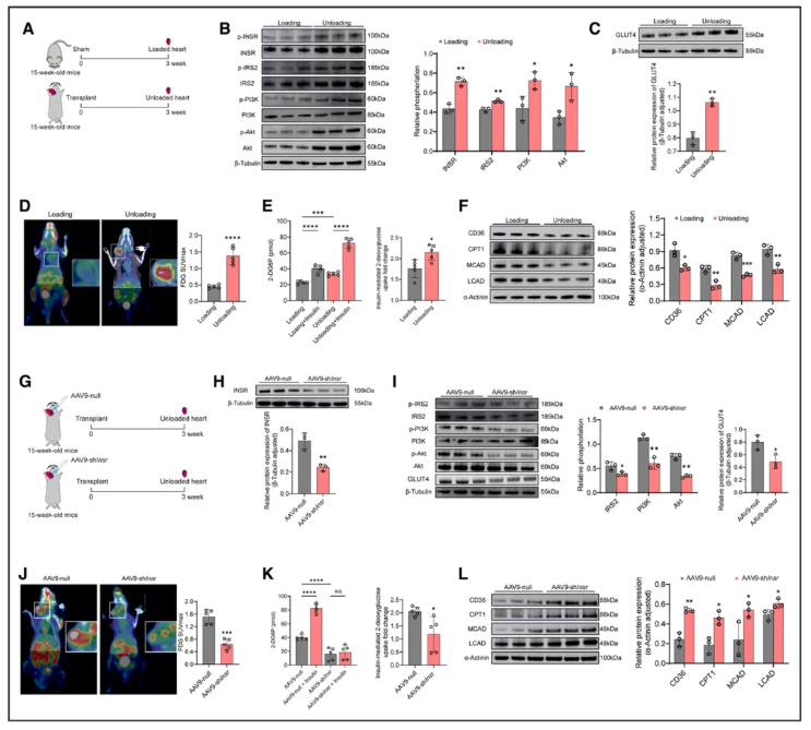 Circulation(IF=38.7)|上海儿童医学中心张浩/刘一为联合南京鼓楼医院王东进团队破解肥胖心衰LVAD疗效困局,胰岛素增敏剂助力心肌恢复!(图5) Circulation(IF=38.7)|上海儿童医学中心张浩/刘一为联合南京鼓楼医院王东进团队破解肥胖心衰LVAD疗效困局,胰岛素增敏剂助力心肌恢复!(图5)