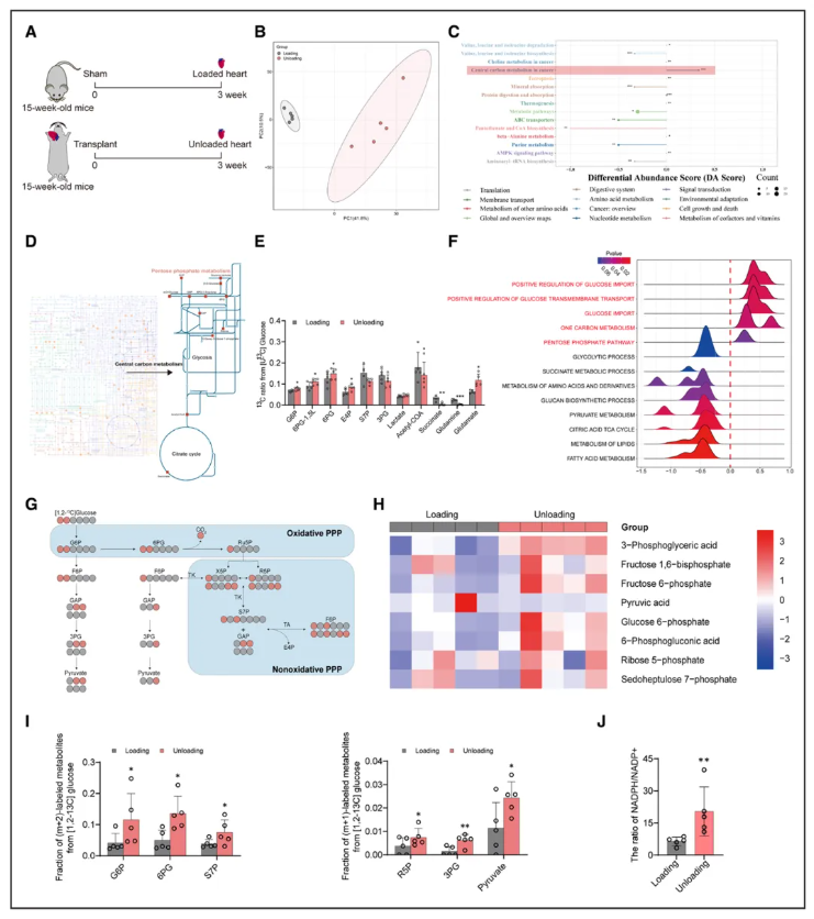 Circulation(IF=38.7)|上海儿童医学中心张浩/刘一为联合南京鼓楼医院王东进团队破解肥胖心衰LVAD疗效困局,胰岛素增敏剂助力心肌恢复!(图6) Circulation(IF=38.7)|上海儿童医学中心张浩/刘一为联合南京鼓楼医院王东进团队破解肥胖心衰LVAD疗效困局,胰岛素增敏剂助力心肌恢复!(图6)