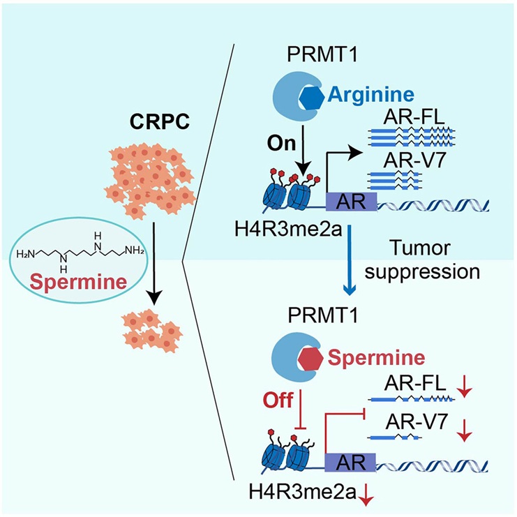 多胺高通量靶标定量(图3)